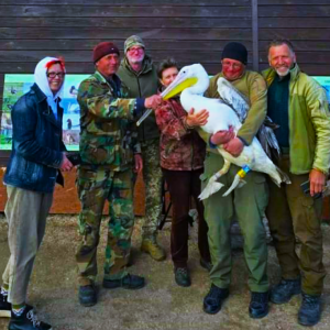 У нацпарку «Тузловські лимани» випустили на волю двох пеліканів, які потрапили в біду