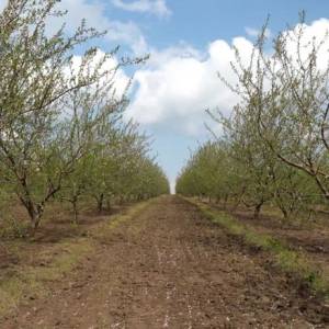 На Одещині збільшують площі мигдалевих садів