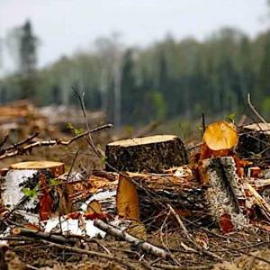 Четверо чоловіків на Ізмаїльщині отримали вирок за незаконну вирубку дерев