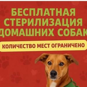 В Ізмаїлі відбудеться безкоштовна стерилізація тварин: деталі
