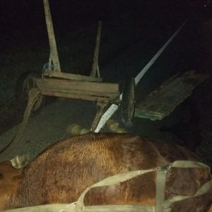 Трагедия на Бессарабии: ночью под колесами микроавтобуса погибли три человека, передвигавшиеся на гужевой повозке (ФОТО)