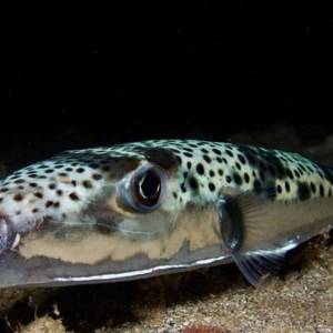 У Чорному морі завелась смертельно отруйна рыба