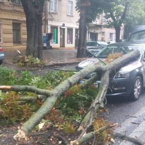 Повалено 36 дерев: в Одесі комунальники ліквідовують наслідки негоди