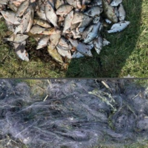 На Одещині засудили чоловіка за незаконне зайняття рибним добувним промислом