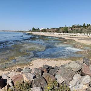 «Почорніле море» у Крижанівці: фахівці зафіксували нестачу кисню та небезпечну для водних організмів токсичну сполуку