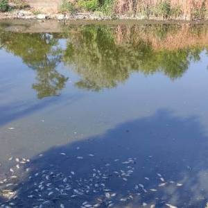 На Одещині через високий рівень органічного забруднення стався масовий замор риби
