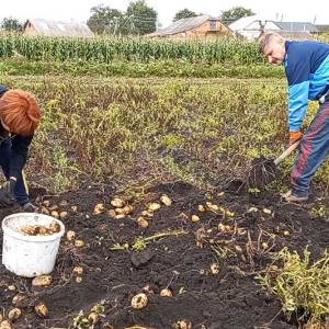 Врожай «другого хліба»: чого очікувати від цін на картоплю цього року?
