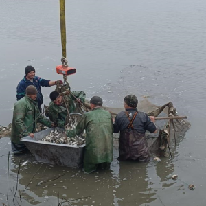 На Одещині у Дністровський лиман випустили молодь товстолоба, коропа та амура
