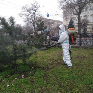 В Одесі комунальники обприскують хвойні рослини, щоб захистити від незаконної вирубки