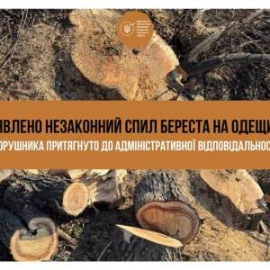 Жителю Одещини за зрубане дерево доведеться сплатити 45 тисяч гривень