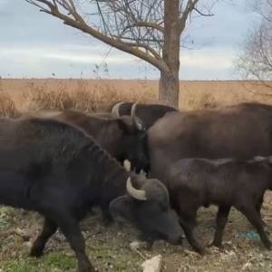 На острів в Одеській області випустили стадо водяних буйволів