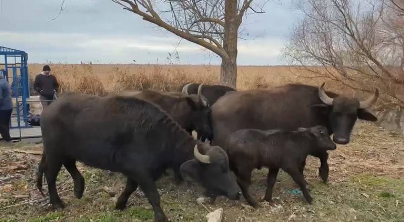 На острів в Одеській області випустили стадо водяних буйволів На острів в Одеській області випустили стадо водяних буйволів