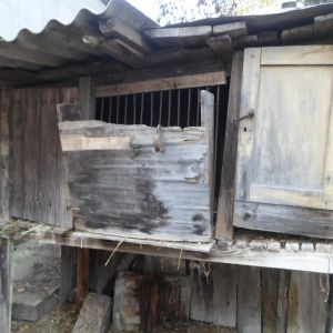 В Измаильском районе из частного дома украли десятки кролей