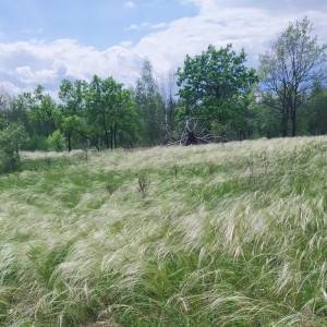 На Одещині створять ботанічну пам’ятку природи