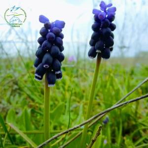 Одна з найменших квіток нашого краю зацвіла в Нацпарку на Одещині