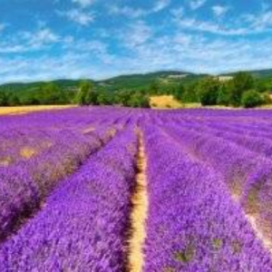У Болградському районі знищили відоме на всю країну лавандове поле