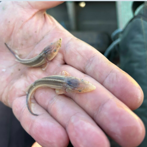 У річці на Одещині виявили велику кількість мальків рідкісних осетрових риб