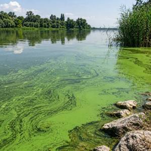 Чому «зацвітають» водойми Одещини та чим це небезпечно