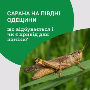 Сарана атакує південь Одещини: фахівці пояснили причини масової появи комах