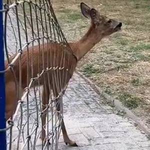 В Ізмаїлі врятували дику косулю