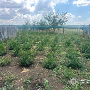 В Одеському районі у «наркоаграрія» вилучили «врожай» на 3,5 мільйона гривень