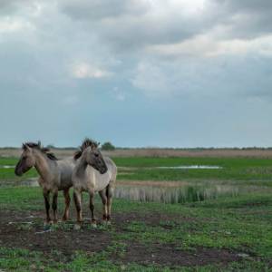 Від буйволів до диких коней: на Одещині відновлюють унікальний заповідник