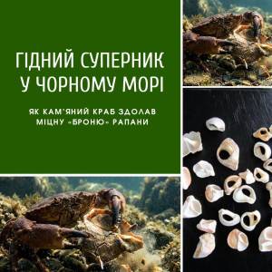 Кам’яний краб може стримати розмноження рапани у морі поблизу Одеси