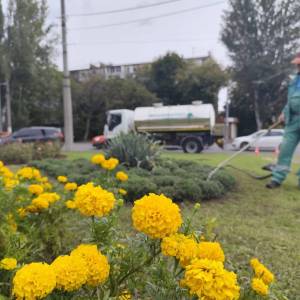 В Одесі цієї осені висадять тисячі хризантем