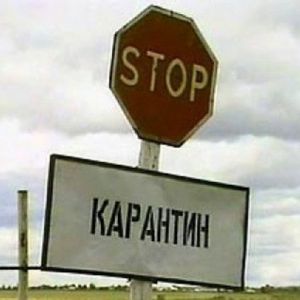 В селе Криничное отменен карантин из-за африканской чумы