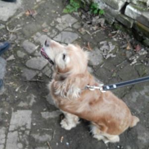 В Измаиле полиция при помощи служебной пограничной собаки выявила спрятанный в сигарете… амфетамин