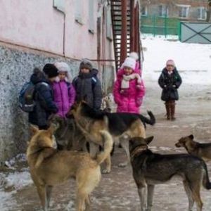 В Одесской области бродячие собаки напали на шестилетнюю девочку