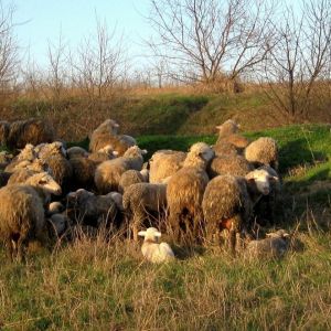 В Измаильском районе мужчина попытался незаметно угнать ....отару овец (ФОТО)