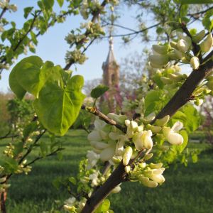 Погода в Измаиле 23 апреля