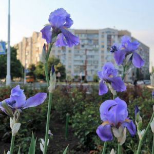 Погода в Измаиле 8 мая