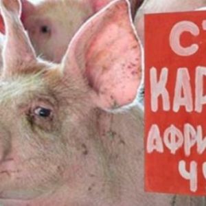 В соседнем с Измаильским районе зафиксирована вспышка африканской чумы