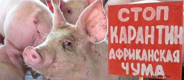 В соседнем с Измаильским районе зафиксирована вспышка африканской чумы В соседнем с Измаильским районе зафиксирована вспышка африканской чумы