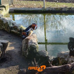 Измаильскую станцию юных натуралистов отремонтируют