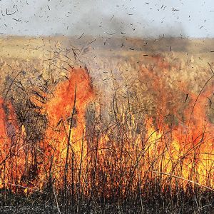 Измаильчане,будьте аккуратны,выезжая на природу: высокая пожарная опасность сохранится в Одесском регионе в ближайшие дни