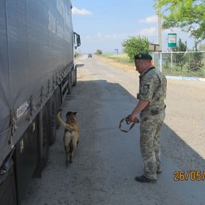 Служебная овчарка Измаильского погранотряда обнаружила тысячи пачек контрабандных сигарет в фуре (ФОТО)