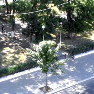 В Измаиле ночью группа подростков хулиганила и пыталась поджечь дерево в парке на проспекте Суворова (ВИДЕО)