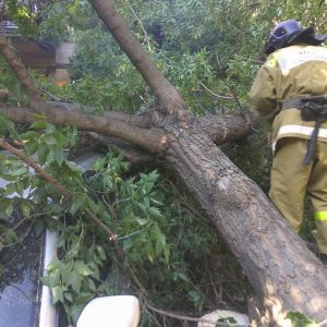 В Измаиле на два автомобиля упала ветка дерева