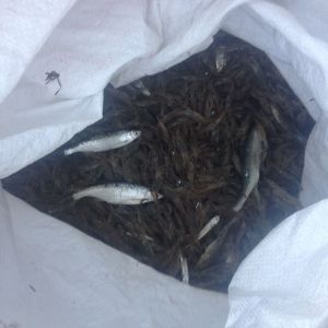 Пограничники Измаильского отряда задержали браконьеров на озере Ялпуг и на Черном море