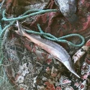 На Дунае задержали браконьера уловом стерляди