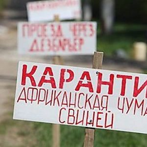 В трех селах Измаильского района объявлен карантин в связи со вспышкой африканской чумы свиней
