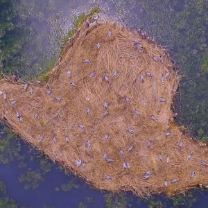 Остров в виде шляпы появился в Одесской области