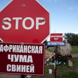 В Килии зафиксировали случай АЧС