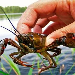 Рыбоохранный патруль снова разрешил ловить раков в водоемах Дунайского бассейна