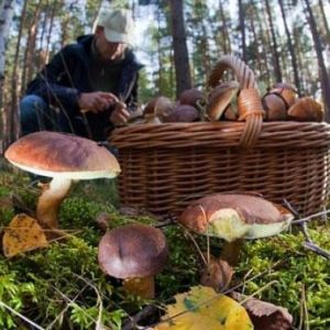 В Одесской области семья отравилась грибами: два человека скончались