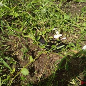 В Измаиле задержали банду, забравшуюся в частный дом