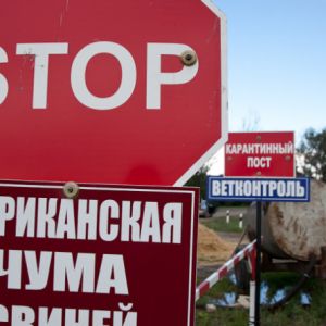 Горсовет Измаила выделит деньги на компенсацию уничтоженных свиней во время АЧС